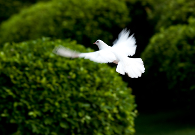 istock_000014776573xsmall